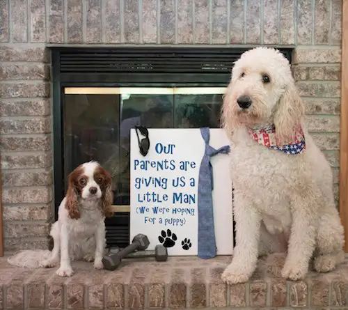 Dogs pregnancy announcement 